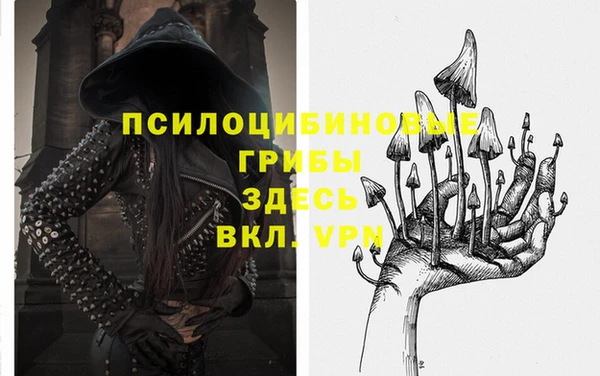 прущие грибы Белокуриха