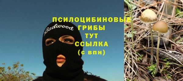 прущие грибы Белокуриха